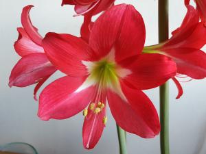 Annelies 01 Amarillys